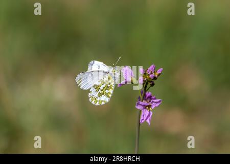 Female Orange tip butterfly (Pieris) perched on Cuckoo flower with blurred, green background Stock Photo