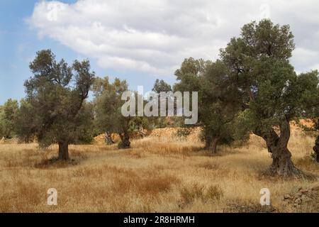 Olive orchard on Crete, Greece, with undergrowth of dry, brown grass under blue sky with clouds Stock Photo