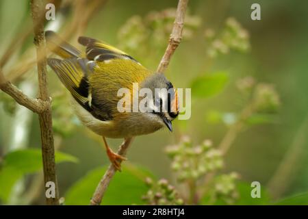 Madeira firecrest or kinglet or Madeiracrest (Regulus madeirensis) very small passerine bird endemic to the island of Madeira, originally was classifi Stock Photo