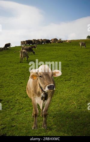 Cows in Pasture. Taleggio Valley. Lombardy. Italy Stock Photo