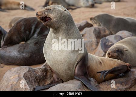 Cape fur seal yawns on the Skeleton coast in South Atlantic ocean, Cape Cross Seal Colony, Namibia. Stock Photo
