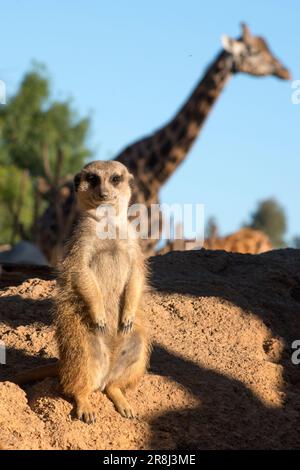 Cute animal surikate meerkats. Fury meerkat is keeping watch.  Stock Photo