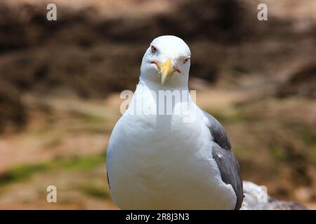 Seagull wild life on the beach of Essaouira, Morocco Stock Photo
