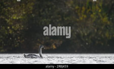 A  single juvenile swan ( Cygnus ) on a lake with waves and an idyllic soft green background Stock Photo