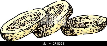 parsnip root raw sketch hand drawn vector Stock Vector Image & Art - Alamy