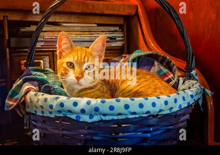Wolfie, an 8-week-old orange and white kitten, lays in a basket, June 7, 2023, in Coden, Alabama. Orange and white kittens, also known as marmalade or Stock Photo