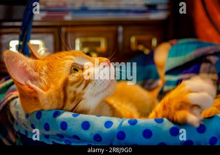 Wolfie, an 8-week-old orange and white kitten, lays in a basket, June 7, 2023, in Coden, Alabama. Orange and white kittens, also known as marmalade or Stock Photo
