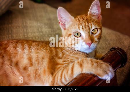 Wolfie, a 10-week-old orange and white kitten, lays on a bed, June 16, 2023, in Coden, Alabama. Stock Photo
