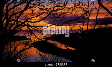 Sunrise over the North Sea seen through a lattice of tree branches overlooking Brora harbour and the River Brora estuary Stock Photo