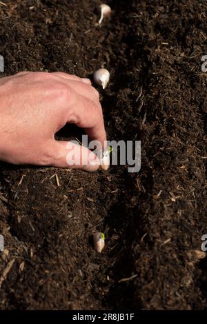 Man planting garlic cloves in a wooden planter in a garden. Grow your own concept. Stock Photo