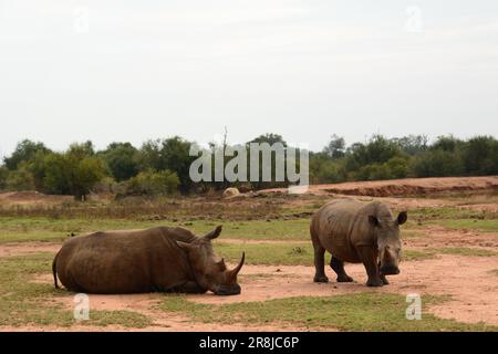 Rhinos in Hlane Royal national park. Eswatini Stock Photo