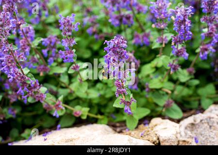 Salvia verticillata, the lilac sage or whorled clary, is a herbaceous perennial native to a wide area ranging from central Europe to western Asia, and Stock Photo