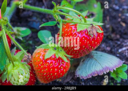 Strawberry bush growing on a garden bed Stock Photo - Alamy