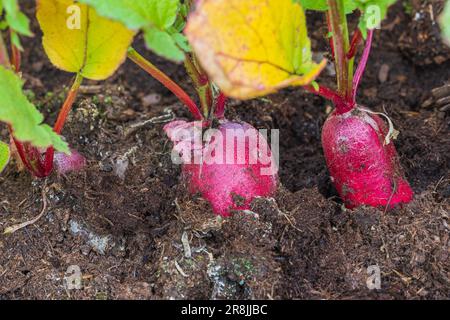 Macro view of radish growing in ground on garden bed. Stock Photo