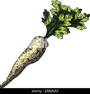parsnip root natural sketch hand drawn vector Stock Vector Image & Art ...