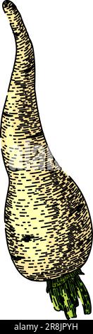 parsnip root fresh sketch hand drawn vector Stock Vector Image & Art ...