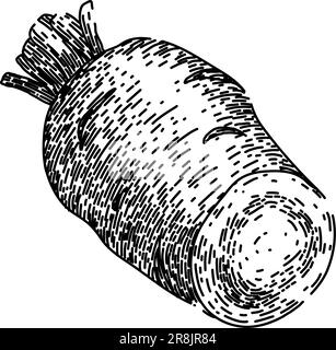 parsnip root ripe sketch hand drawn vector Stock Vector Image & Art - Alamy