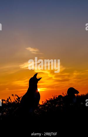 A puffin (Fratercula arctica) with open beak silhouetted at sunrise on Skomer, an island in Pembrokeshire, west Wales, well known for its wildlife Stock Photo