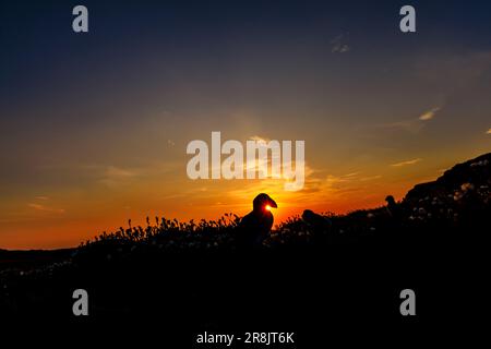 A puffin (Fratercula arctica) silhouetted at sunrise on Skomer, an island in Pembrokeshire near Marloes, west Wales, well known for its wildlife Stock Photo