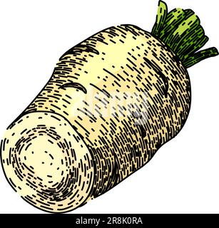 parsnip root fresh sketch hand drawn vector Stock Vector Image & Art ...