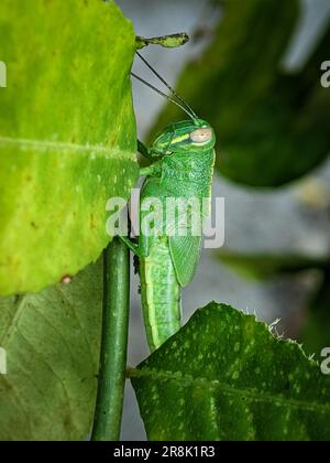 Closeup of green grasshoppers on a green leaf with blurry background Stock Photo