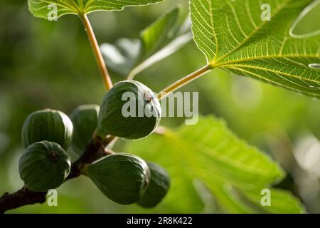 A close-up shot of healthy figs growing on a tree branch Stock Photo