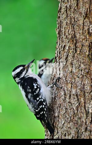 A female Hairy woodpecker 'Picoides pubescens', with her chick climbing a tree trunk. Stock Photo