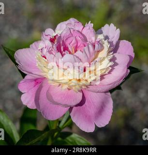 'Sorbet' Common garden peony, Luktpion (Paeonia lactiflora) Stock Photo