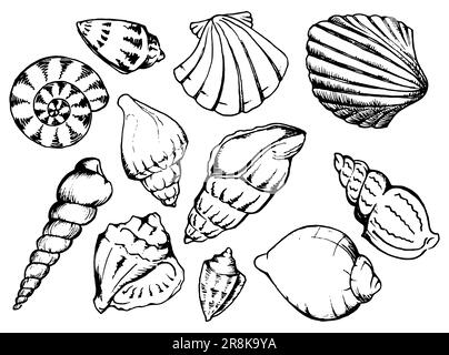 Sea shells monochrome isolated line art set vector. Stock Vector