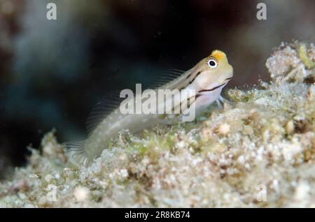 Yaeyama Blenny, Ecsenius yaeyamaensis, Pulau Molana dive site, near Ambon, Maluku, Indonesia, Banda Sea Stock Photo