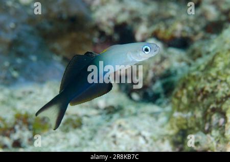 Twotone Dartfish, Ptereleotris evides, Pulau Molana dive site, near Ambon, Maluku, Indonesia, Banda Sea Stock Photo
