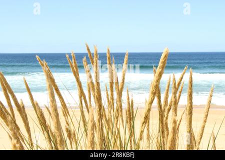 View to beautiful calm deep blue and emerald green ocean beach from coastal sand dunes and grasses. Small surf on a clear, bright sunny day. Stock Photo