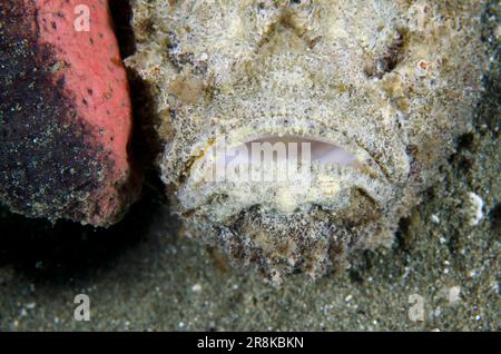 Reef Stonefish, Synanceia verrucosa, next to Pinkfish Sea Cucumber, Holothuria edulis, Laha dive site, Ambon, Maluku, Indonesia, Banda Sea Stock Photo