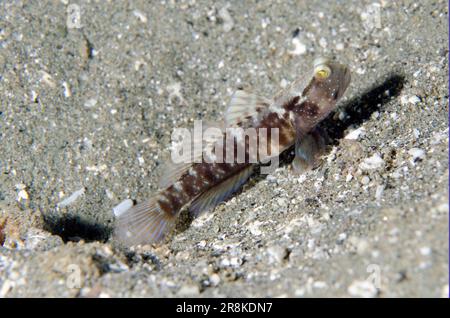 Ventral-Barred Shrimpgoby, Cryptocentrus sericus, by hole, Rhino City dive site, Ambon, Maluku, Indonesia, Banda Sea Stock Photo