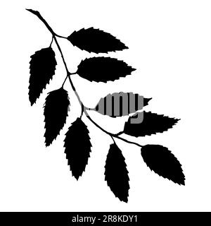 Monochrome black rowan rowanberry ashberry berry leaf branch bunch silhouette botanical illustration isolated vector. Stock Vector