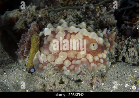 Lumpy Asteronotus Nudibranch, Asteronotus cespitosus, night dive, Laha dive site, Ambon, Maluku, Indonesia, Banda Sea Stock Photo