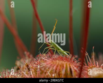 a tiny green bug (Hemiptera) that has been trapped on the leaf of a spoon-leaved sundew plant (Drosera spatulata), surrounded by upright flower stems Stock Photo