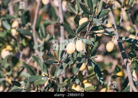 Discover the scenic Olive Fruit Farm, nestled in the heart of the countryside, where rows upon rows of olive trees thrive under the warm sun Stock Photo