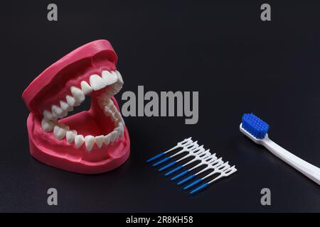 Dentist with floss toothpick and layout of the human jaw Stock Photo ...