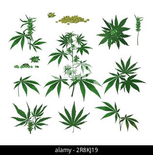 Cannabis plants, seeds, branches Stock Vector