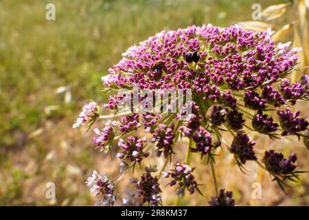 Flowers of wild carrot or Daucus carota or Valconca or Emilia Romagna close-up on a blurred background. selective focus Stock Photo