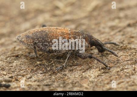 Natural closeup on a Mediterranean Rhabdorrhynchus snout weevil beetle sitting on wood Stock Photo