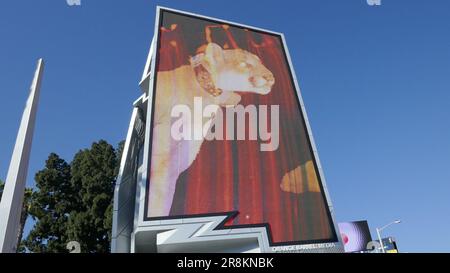Los Angeles, California, USA 20th June 2023 Mountain Lion P-22 Billboard on Sunset Blvd on June 20, 2023 in Los Angeles, California, USA. Photo by Barry King/Alamy Stock Photo Stock Photo