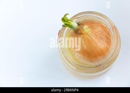 sprouted onions in a jar of water Stock Photo