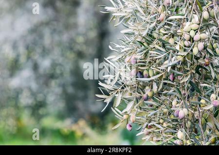 Olive Ripeness Olives in various stages of ripening Stock Photo - Alamy