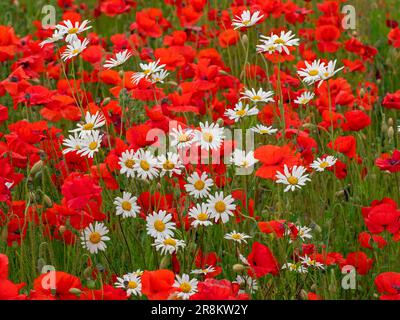 Papaver rhoeas - Corn poppies and Ox-eye Daises Leucanthemum vulgare on field margin late June Summer North Norfolk Stock Photo