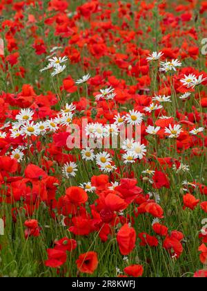 Papaver rhoeas - Corn poppies and Ox-eye Daises Leucanthemum vulgare on field margin late June Summer North Norfolk Stock Photo