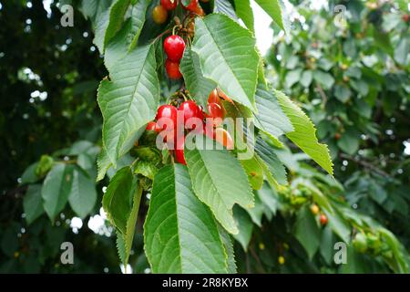 Red cherries on a tree. Ripe cherries. Juicy cherries growing on cherry tree. Stock Photo