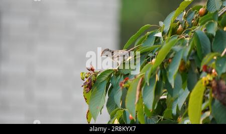 Small sparrow on cherry tree. Sparrow eating cherries on a branch. Stock Photo