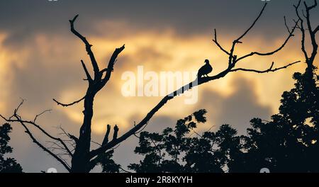Moody dark photo of dove sitting on a branch on sunset.  Bird on the tree at sunset landscape. Stock Photo